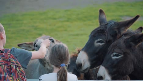 Close-up-of-adorable-kids-feeding-mules