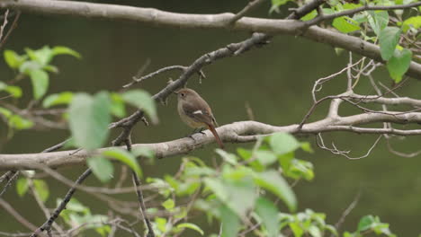 Male-Daurian-Redstart,-Known-As-Jobitaki-In-Japan,-Perching-On-A-Tree-Branch-In-The-Forest---static,-wide-shot