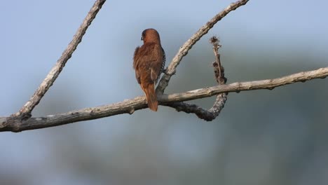 scaly-breasted-munia-in-tree-