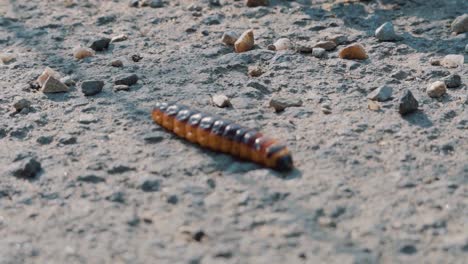 Orange-And-Black-Caterpillar-Walking-Across-Rough-Ground