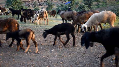Herd-Of-Domestic-Goats-Grazing-And-Walking-In-The-Farm,-static-shot