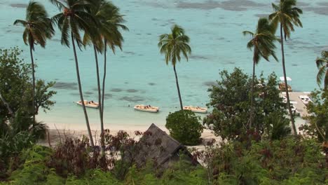 Palm-trees-and-the-beach-in-Moorea,-French-Polynesia
