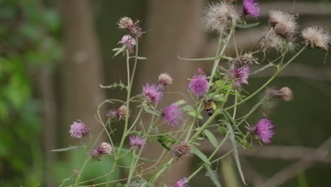 Burnt-spot-Hummingbird-Hawkmoth-Hovering-AndFeeding-On-Thistle-With-Purple-Flower