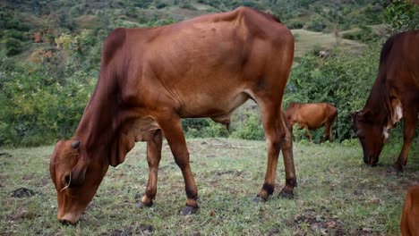 Vacas-Domésticas-Pastando-En-Pastos-En-El-Campo