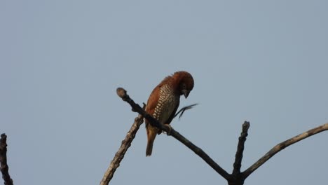 scaly-breasted-munia-in-tree-just-chilling-