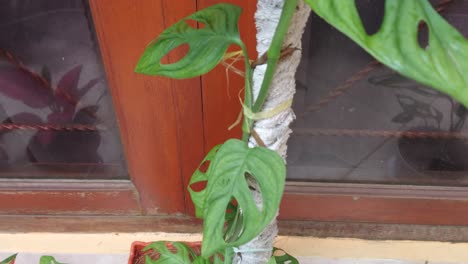 Beautiful-green-philodendron-monstera-adansonii-leaves-in-Indonesia-called-daun-janda-bolong-at-home-outdoors