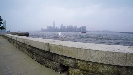 Seagull-Walking-Around-in-Front-of-New-York-City-Skyline-on-Cloudy-Day