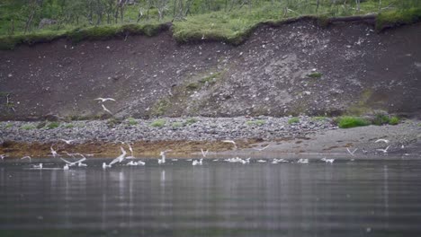 Flock-Of-Sea-Gulls-On-Water-Surface-Of-A-Calm-Lake-In-Norway