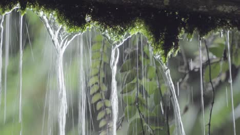 Agua-Goteando-Con-Musgos-En-El-Jardín-Del-Bosque-Nuboso-Junto-A-La-Bahía-En-El-Fondo-De-Singapur-Con-Pequeñas-Hojas-De-Plantas-Durante-El-Día---Primer-Plano