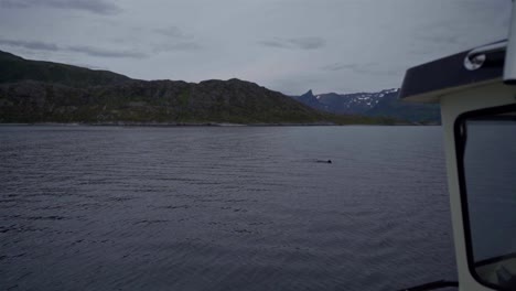 Reisen-Mit-Der-Yacht-In-Norwegens-Meerwasser-Mit-Meeresbewohnern,-Die-Hintergrund-Mit-Bewölktem-Himmel-Und-Bergen-Schwimmen---Breite-Aufnahme
