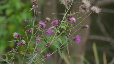 Burnt-spot-Hummingbird-Hawkmoth-Collects-Nectar-And-Pollen-In-Thistle-Flowers-In-Garden