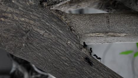 Ant-family-colony-working-hard-on-a-tree-branch