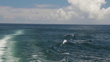 Eine-Zeitlupenaufnahme-Von-Delfinen,-Die-über-Wellen-Springen,-Die-Von-Den-Motoren-Eines-Katamarans-Erzeugt-Werden