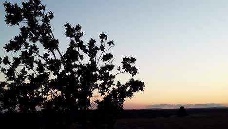 Schöner-Sonnenuntergang-Und-Baum,-Der-Im-Wind-Weht