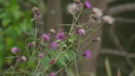 Burnt-spot-Hummingbird-Hawkmoth-Collecting-Nectar-From-Thistle-Flower-In-Autumn---selective-focus
