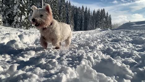 Weißer-West-Highland-Terrier,-Der-Im-Schnee-Läuft-Und-Spaß-In-Zeitlupe-Hat