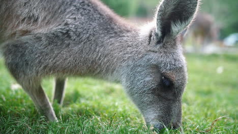 Eastern-Grey-Kangaroo-Eating-Fresh-Green-Grass---close-up
