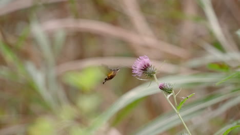 Burnt-spot-Hummingbird-Hawkmoth-Hummingbird-On-Beautiful-Flower-Of-Thistle
