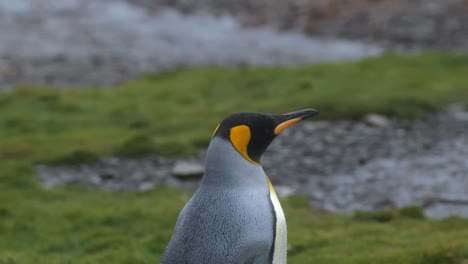 Primer-Plano-De-Un-Pingüino-Rey-Caminando-En-La-Hierba