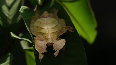Javanesisches-Blattinsekt,-Phyllium-Pulchrifolium,-Weiblich,-Gelbe-Form,-4k-Aufnahmen