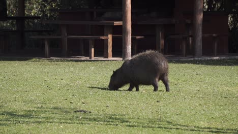Gimbal-shot-of-capybara-grazing-in-Ibera-National-Park,-Argentina
