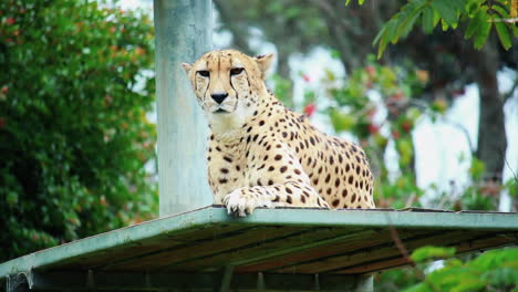Cheetah-Resting-On-A-Metal-Deck-Inside-The-Zoo---low-angle-shot