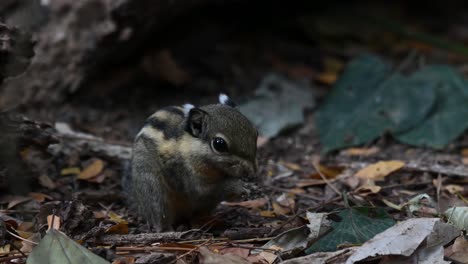 Burmese-Striped-Squirrel,-Tamiops-mcclellandii,-4K-Footage