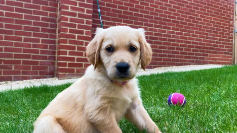Adorable-young-Golden-Retriever-puppy-dog-sitting-in-garden-looking-at-camera