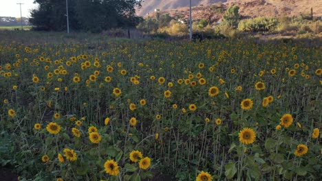Flug-über-Sonnenblumen,-Die-In-Kalifornien-Wachsen