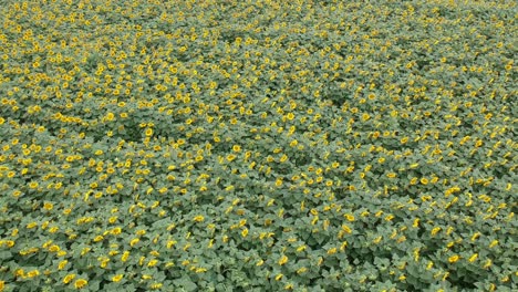 Luftaufnahmen-Von-Einem-Sonnenblumenfeld-In-Zentralkatalonien,-Spanien