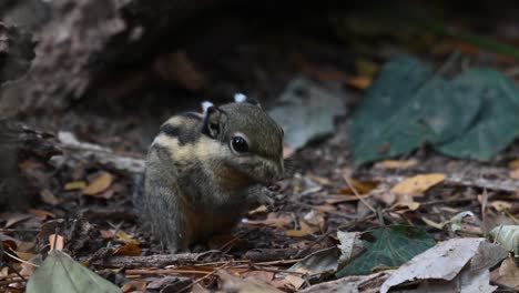 Himalayan-Striped-Squirrel,-Tamiops-mcclellandii,-4K-Footage
