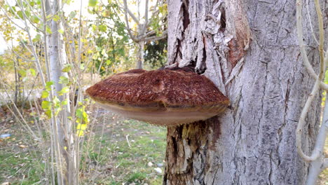 Large-brown-rot-mushroom-on-tree-trunk-with-drops-of-moisture-dripping-from-below