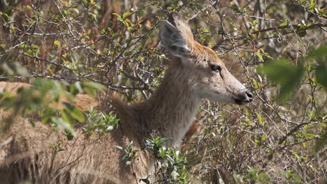 Close-up-of-Pampas-deer-eating-in-bushes