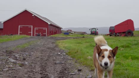 Hund-Läuft-Auf-Der-Wiese-Mit-Einer-Roten-Scheune-Und-Einem-LKW-In-Norwegen