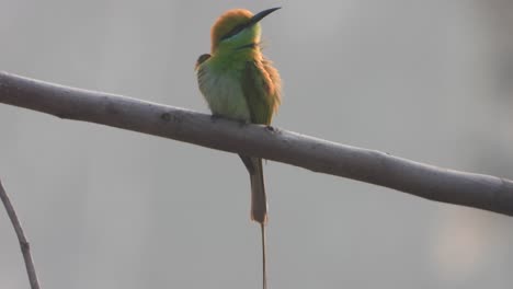 Bee-eater-in-pond-area-