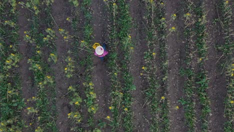 Sunflower-farmer-walking-through-her-field