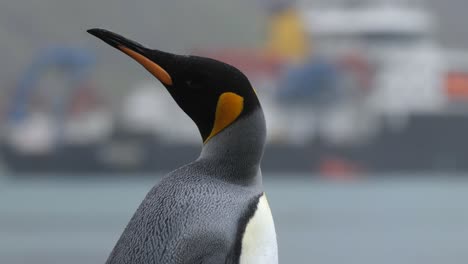 Close-up-of-a-king-penguin-looking-around-in-front-of-a-research-ship