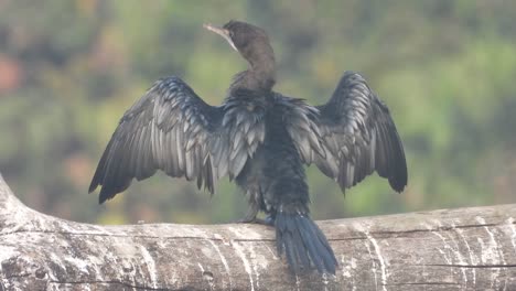 Cormorant-in-pond-area-one-fuggy-morning-