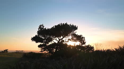 Silhouette-Eines-Baumes-Im-Picknickbereich-Im-Cape-Blanco-State-Park,-Oregon-Während-Des-Sonnenuntergangs---Statische-Aufnahme