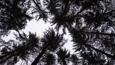 Rotating-POV-view-looking-up-tree-tops-and-tree-crowns-in-fir-and-pine-tree-forest-during-winter-in-Bavaria,-Germany