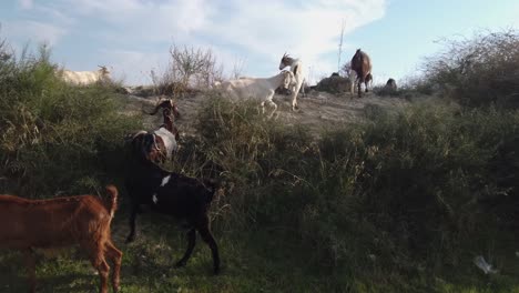 Slider-shot-of-goats-climbing-a-small-hill-at-the-side-of-the-road-in-Pafos,-Cyprus