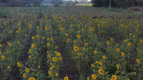 Flight-over-sunflower-growing-in-California