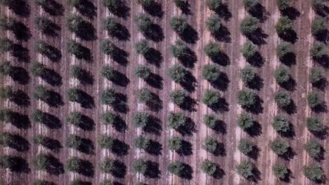 Olive-trees-top-view-aerial-drone-footage