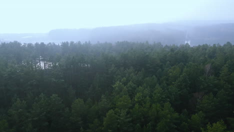 Dramatic-aerial-backwards-shot-over-treetops-of-high-trees-in-forest-during-misty-day-in-sky