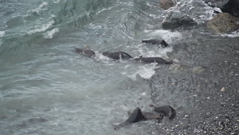 Junge-Robben-Ringen-Und-Jagen-Sich-In-Wellen-Nahe-Der-Küste-Von-Godrevy