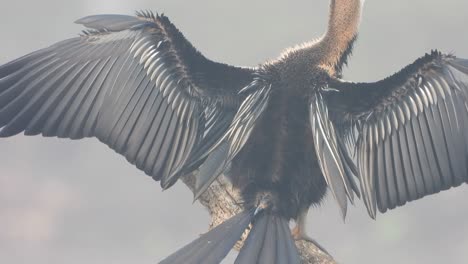 Anhinga-fathers-show-in-pond-area-