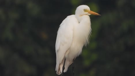 Great-egret-in-tree-