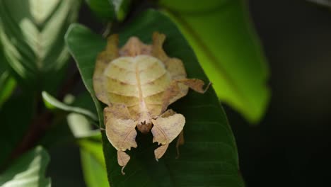 Javanese-Leaf-Insect,-Phyllium-pulchrifolium,-Female,-Yellow-Form,-4K-Footage