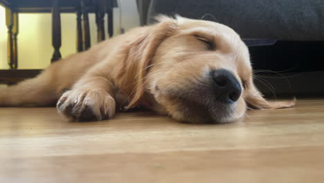 Lindo-Cachorro-De-Perro-Golden-Retriever-Dormido-En-El-Piso,-Primer-Plano
