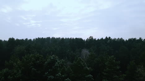 Toma-Aérea-Ascendente-De-Bosque-Verde-Con-Copas-De-árboles-Durante-El-Día-Soleado-Y-Cielo-Azul-En-Bartoszylas,-Voivodato-De-Pomerania-Polonia